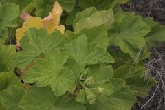 Pelargonium papilionaceum