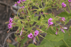 Pelargonium papilionaceum