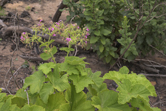 Pelargonium papilionaceum
