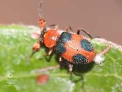 Collops pulchellus