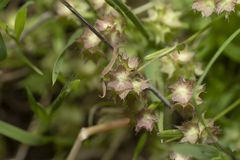 Valerianella obtusiloba