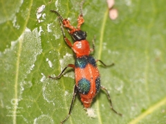 Collops pulchellus