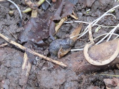 Tandonia budapestensis