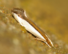 Erechthias chionodira