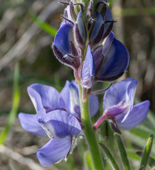 Lupinus guadalupensis