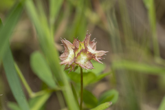 Valerianella obtusiloba