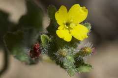 Camissoniopsis