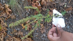 Ambrosia artemisiifolia