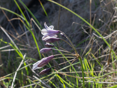 Triteleia clementina