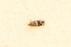 Endothenia marginana