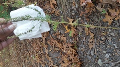 Ambrosia artemisiifolia