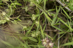 Valerianella obtusiloba