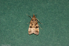 Scoparia ustimacula