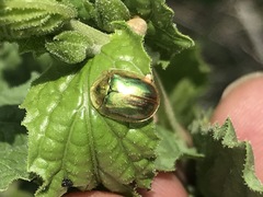 Charidotella bifossulata
