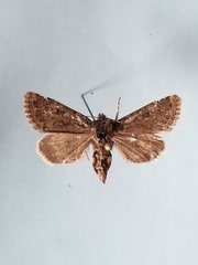 Lasionycta coracina