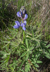 Lupinus guadalupensis