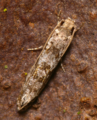 Archyala