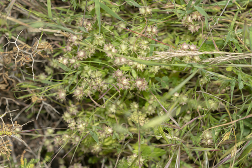 Image of Valerianella obtusiloba by (c) Eleftherios Katsillis, some rights reserved (CC BY)