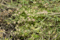Valerianella obtusiloba