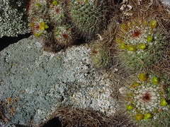 Mammillaria petrophila petrophila
