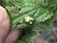 Charidotella bifossulata