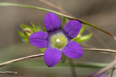 Campanula rhodensis