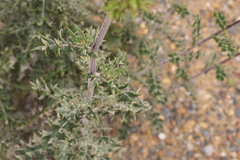 Berkheya heterophylla radiata