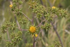 Berkheya heterophylla radiata