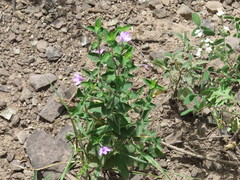 Siphonoglossa ramosa