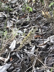 Acanthocercus gregorii