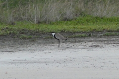 Vanellus spinosus