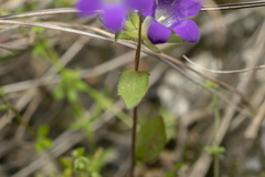 Campanula rhodensis