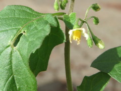 Solanum nigrum