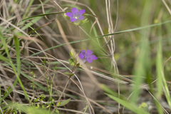 Campanula rhodensis