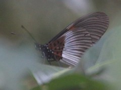 Acraea macarista