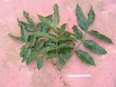 Andira fraxinifolia