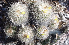 Mammillaria petrophila petrophila