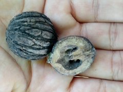 Juglans mollis