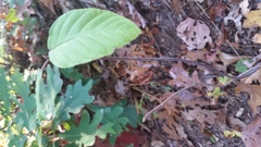 Magnoliopsida