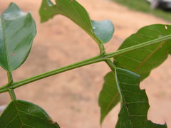 Andira fraxinifolia