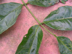 Andira fraxinifolia