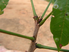 Andira fraxinifolia