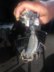 Parabuthus transvaalicus