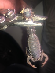 Parabuthus transvaalicus