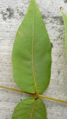 Juglans mollis
