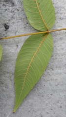 Juglans mollis