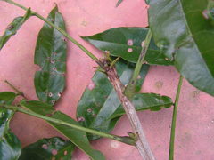 Andira fraxinifolia