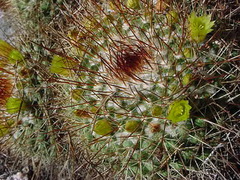 Mammillaria petrophila petrophila