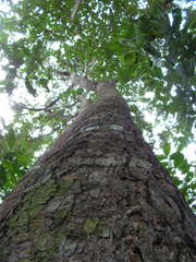 Andira fraxinifolia