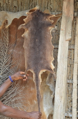 Hydrictis maculicollis